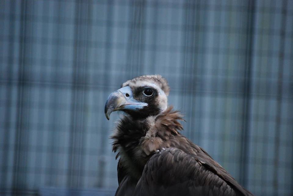 Cinereous Vulture
