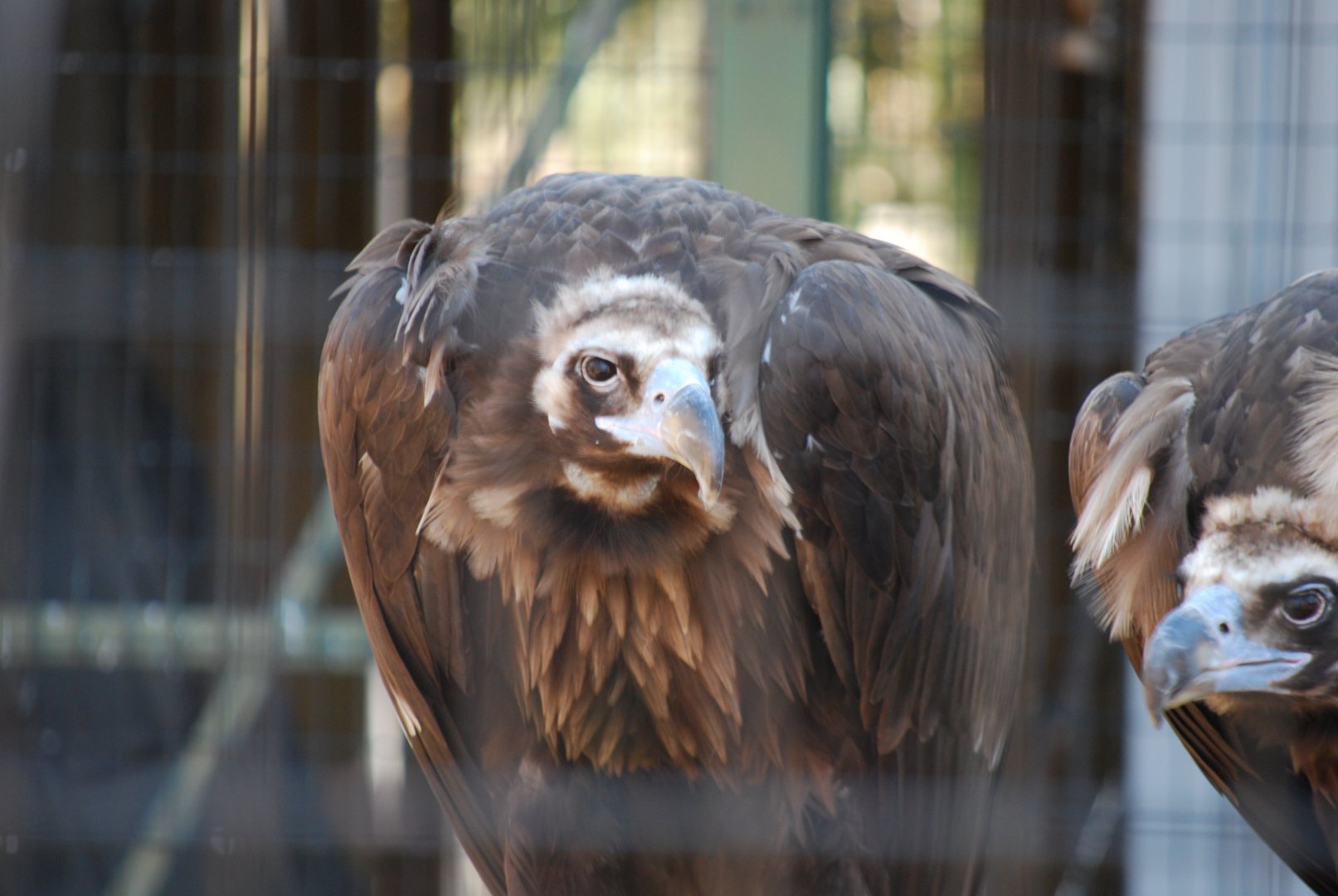 Cinereous Vulture