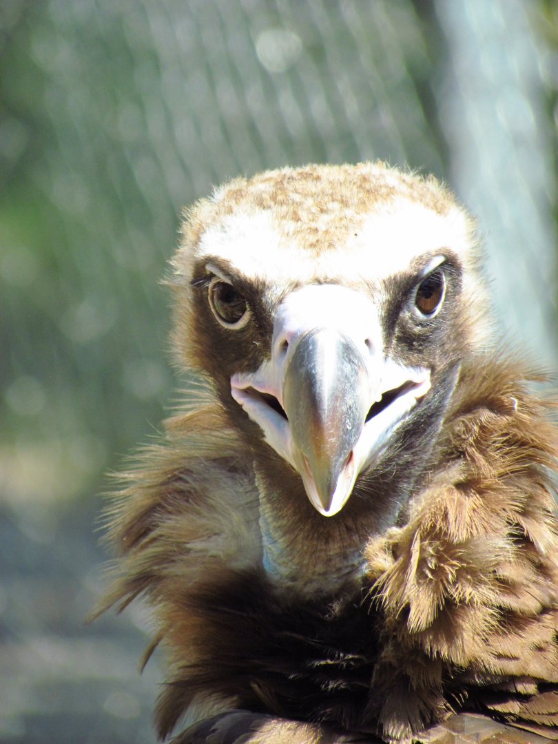 Cinereous vulture
