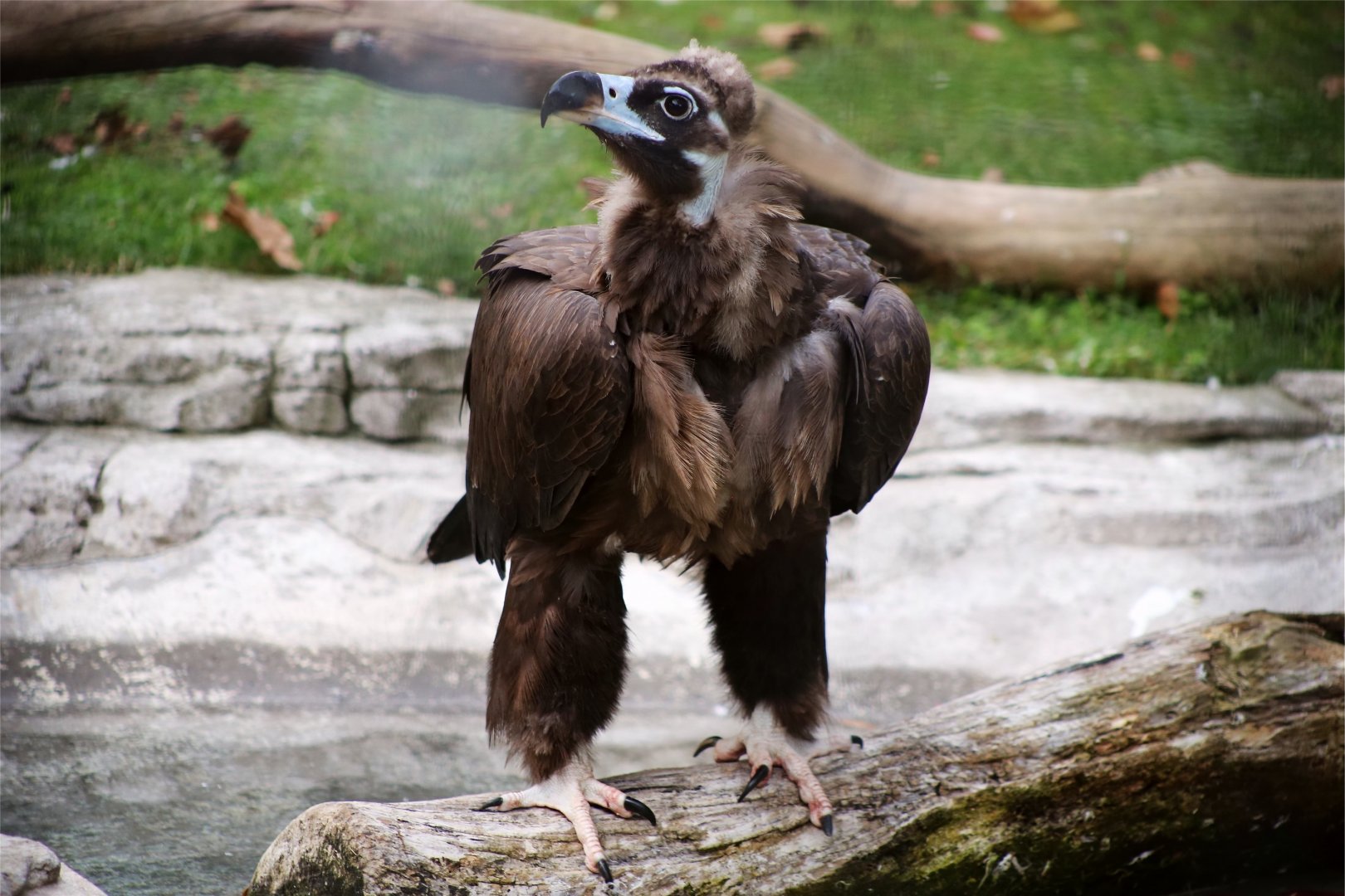 Cinereous Vulture
