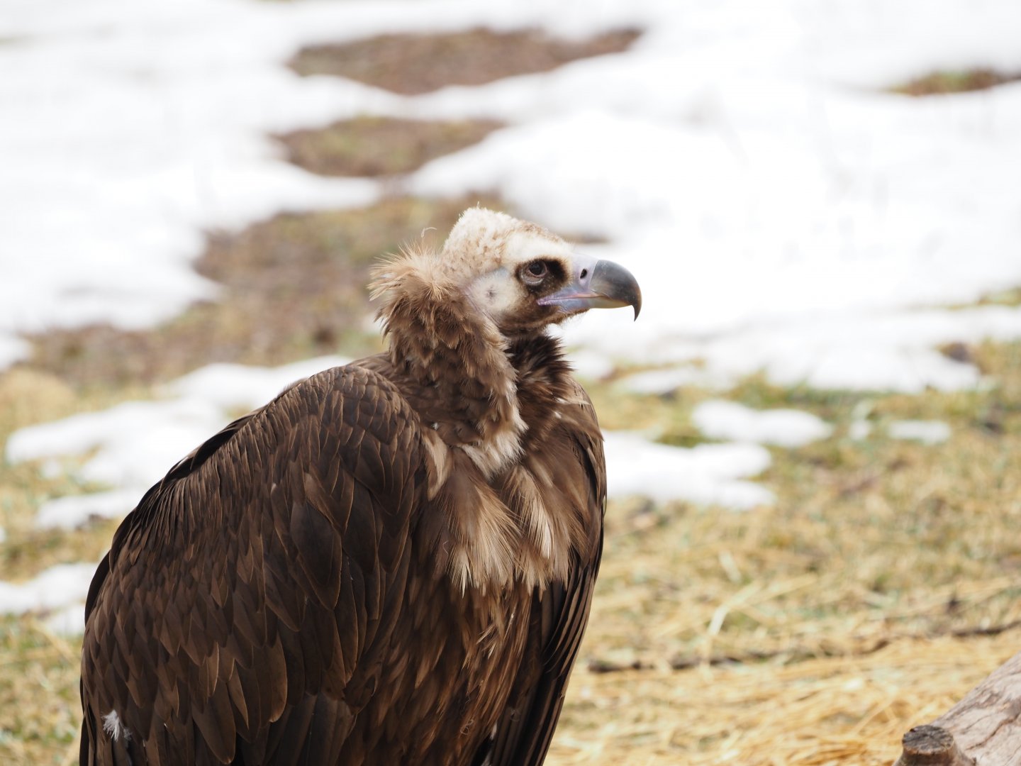 Cinereous Vulture