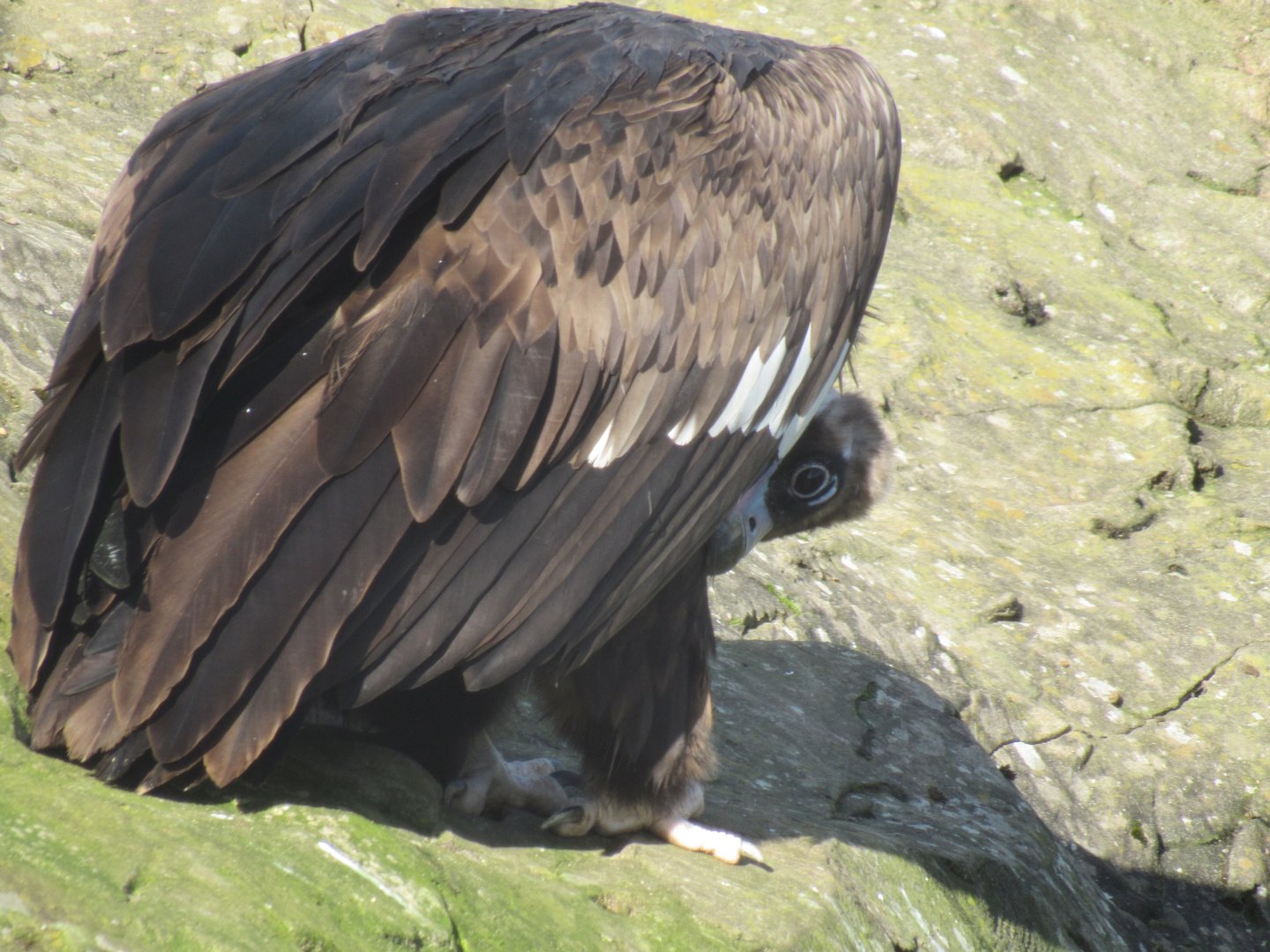 Cinereous Vulture