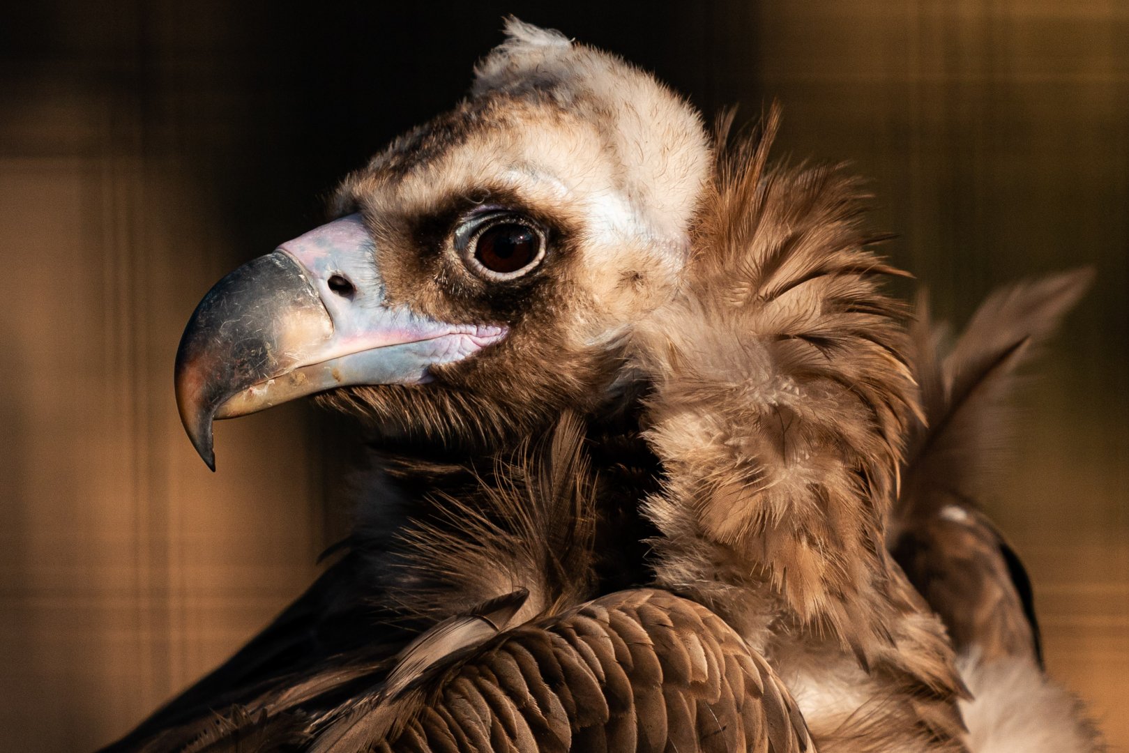 Cinereous Vulture