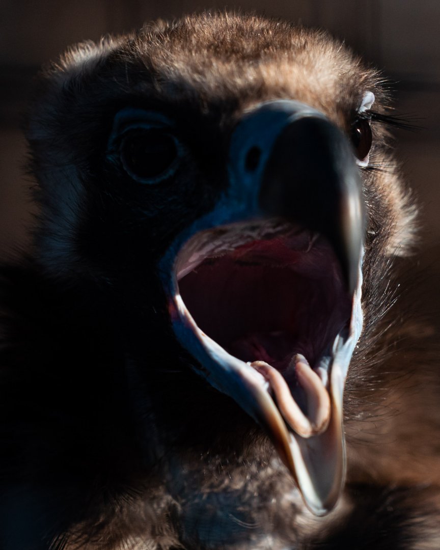 Cinereous Vulture