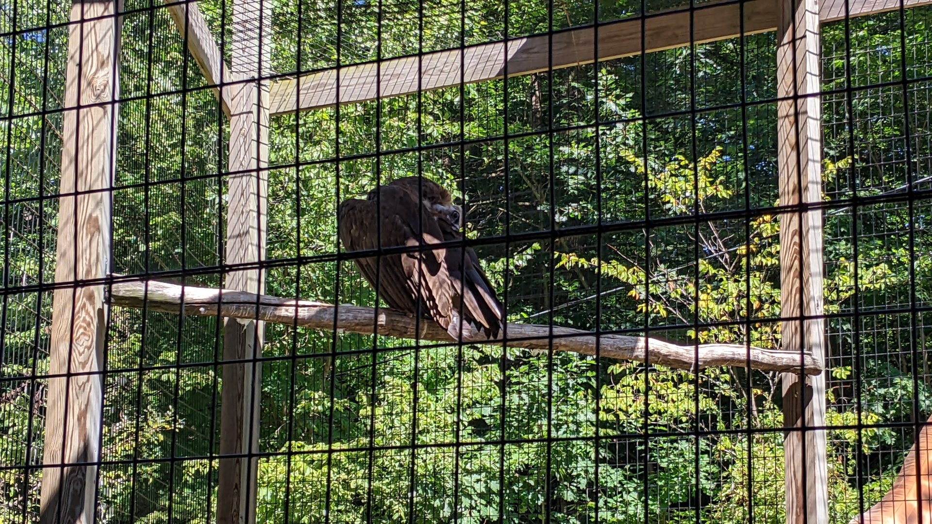 Cinereous Vulture
