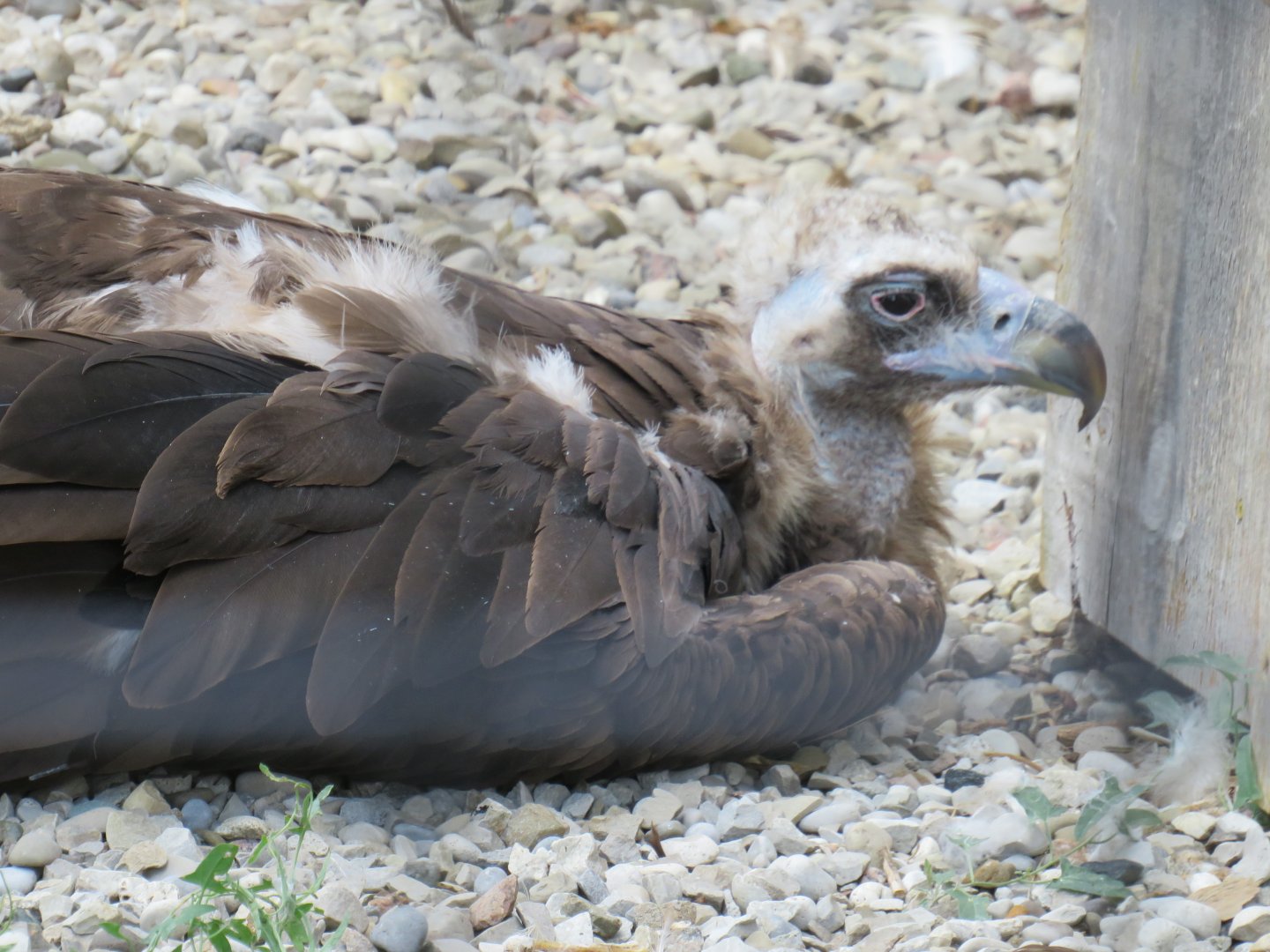 Cinereous vulture