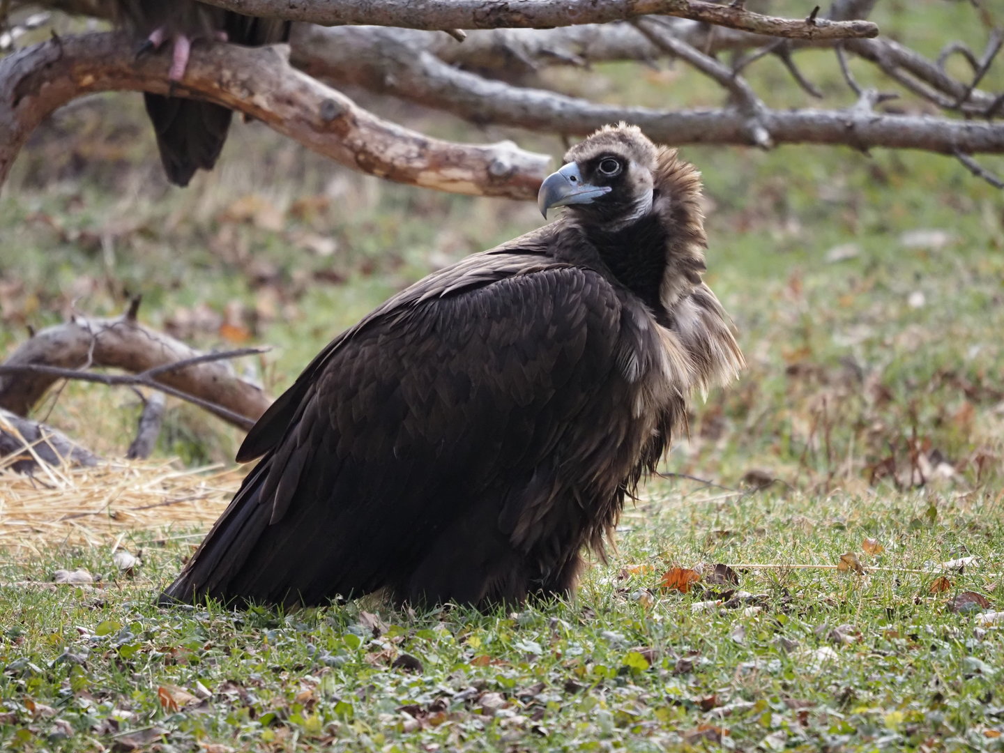 Cinereous vulture