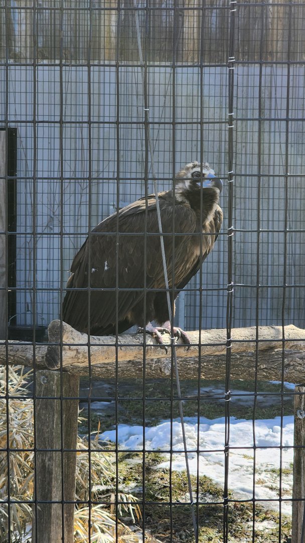 Cinereous Vulture