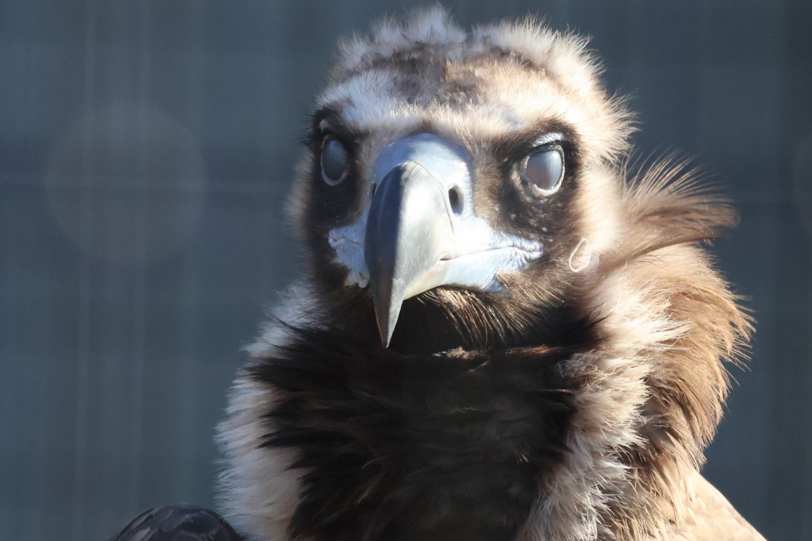 Cinereous Vulture