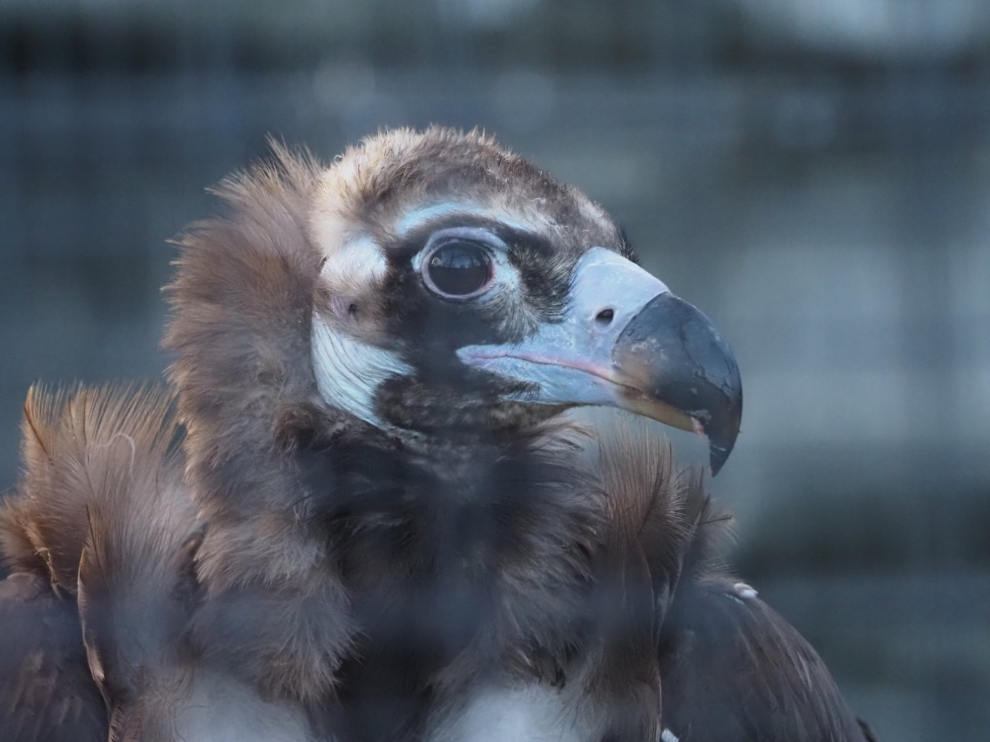 Cinereous Vulture