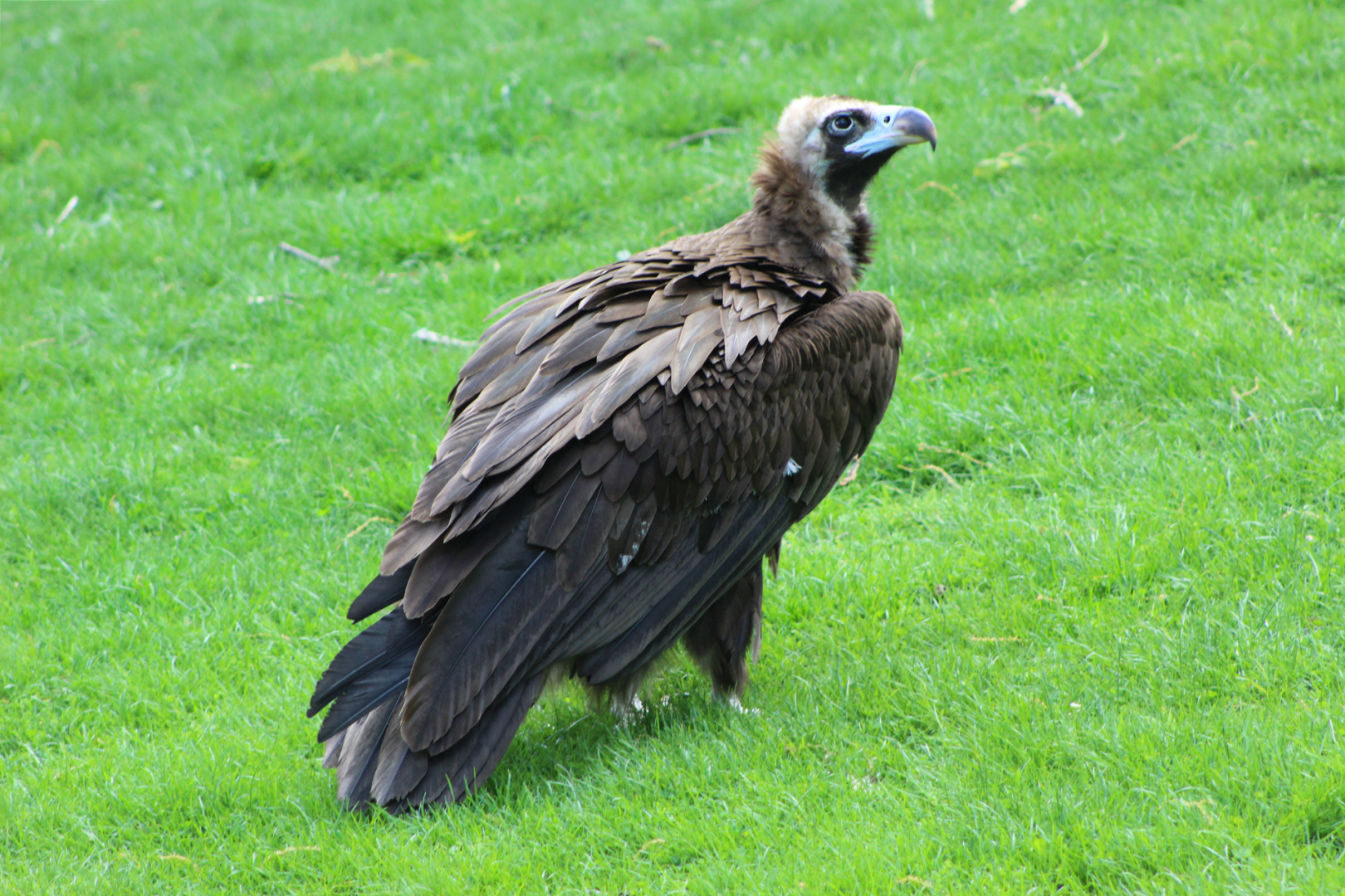 Cinereous Vulture