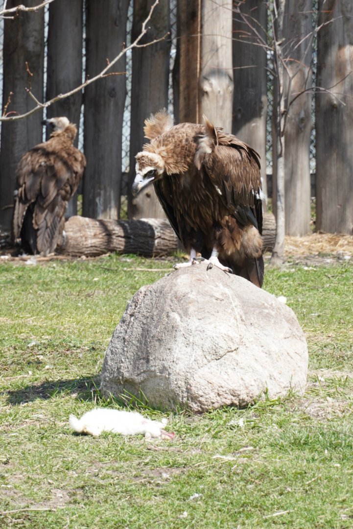 Cinereous Vulture
