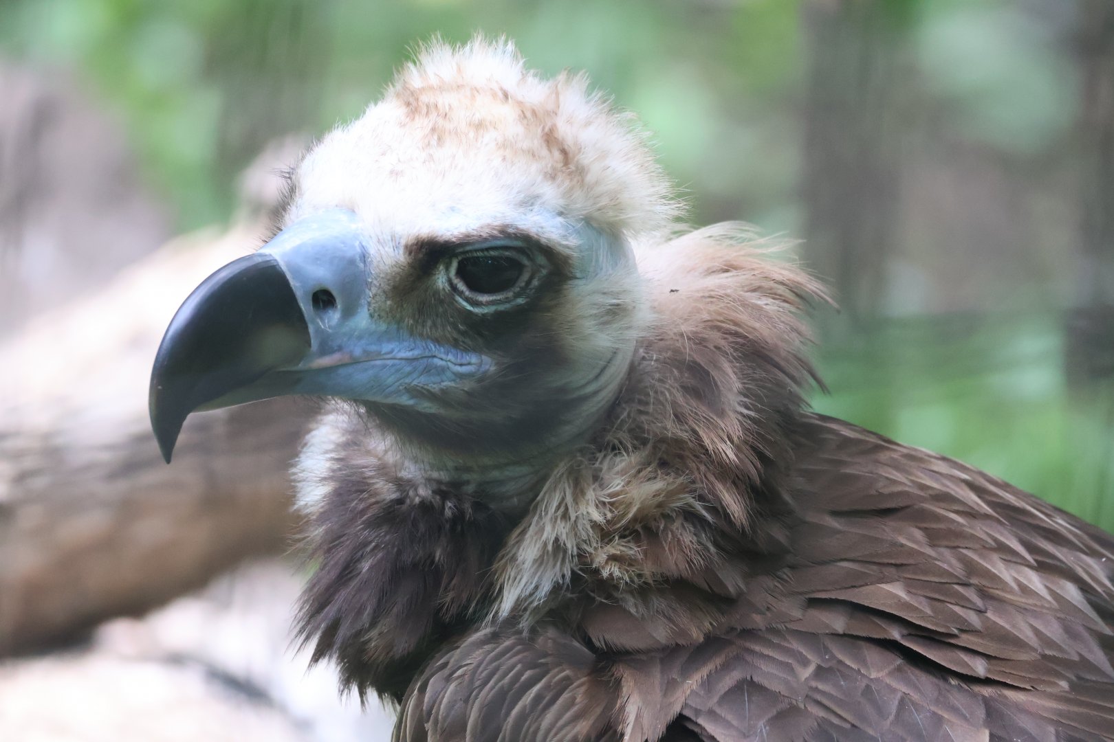 Cinereous Vulture