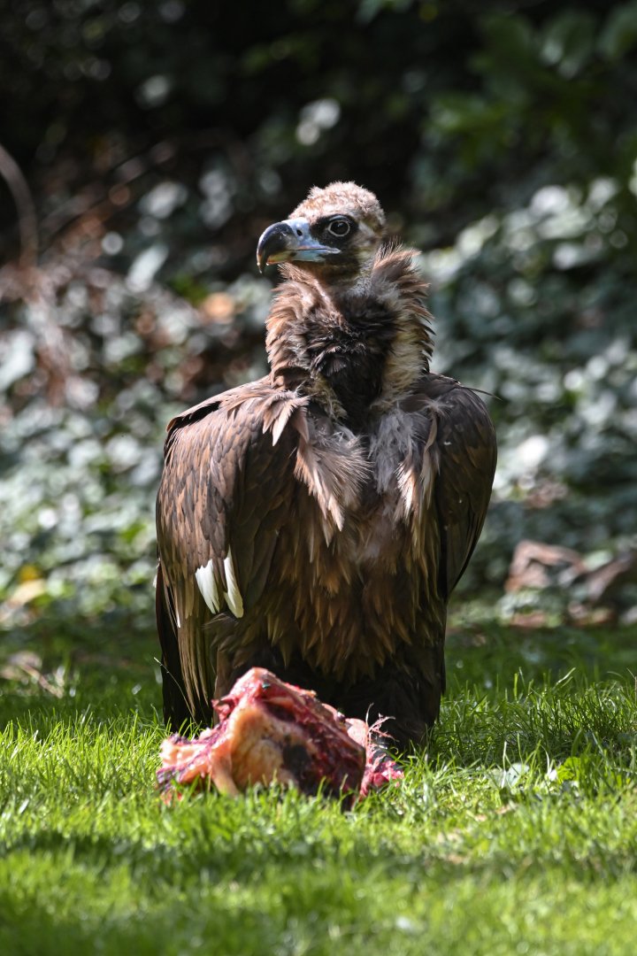 Cinereous vulture