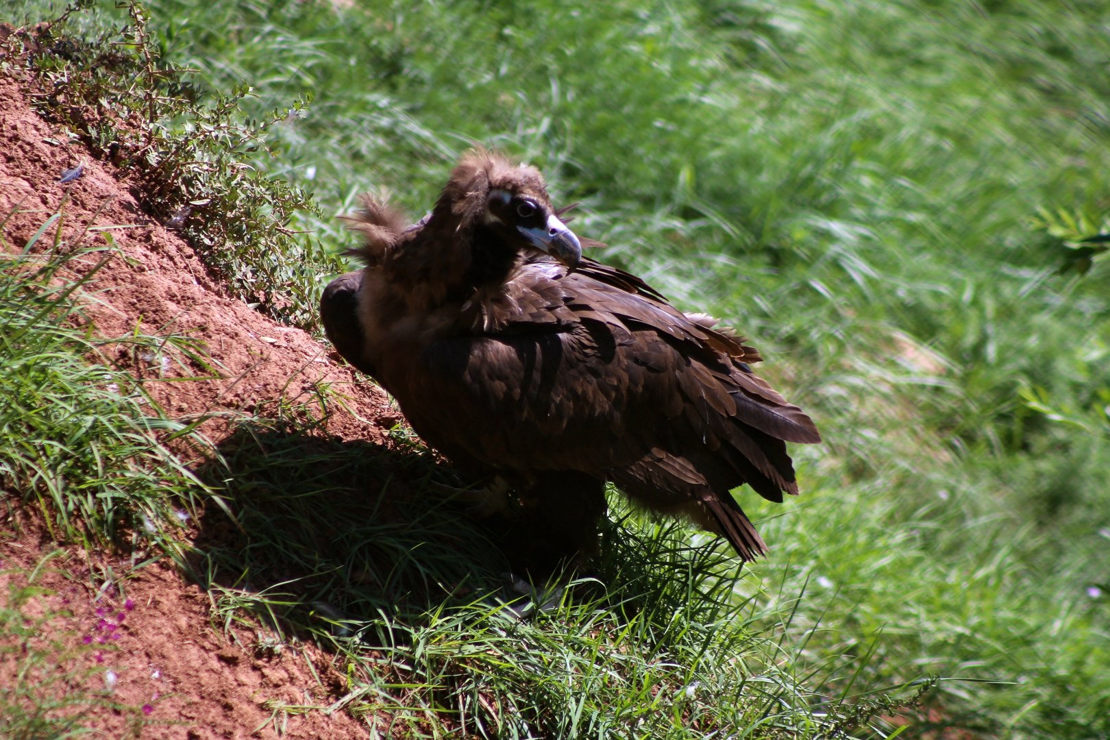Cinereous Vulture
