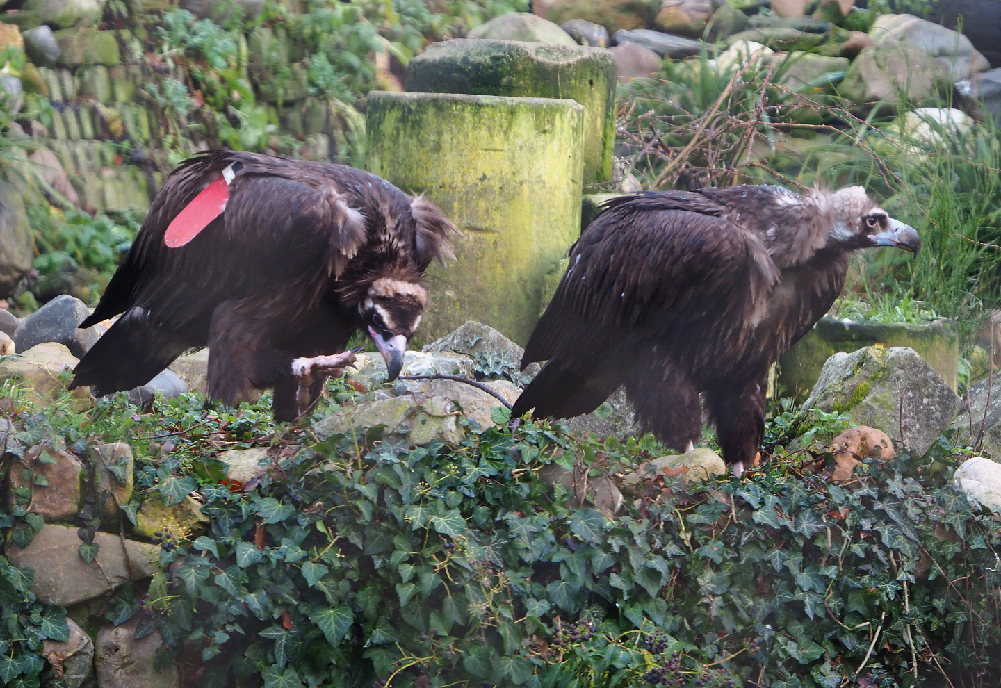 Cinereous vultures (Aegypius monachus), 2019-12-28
