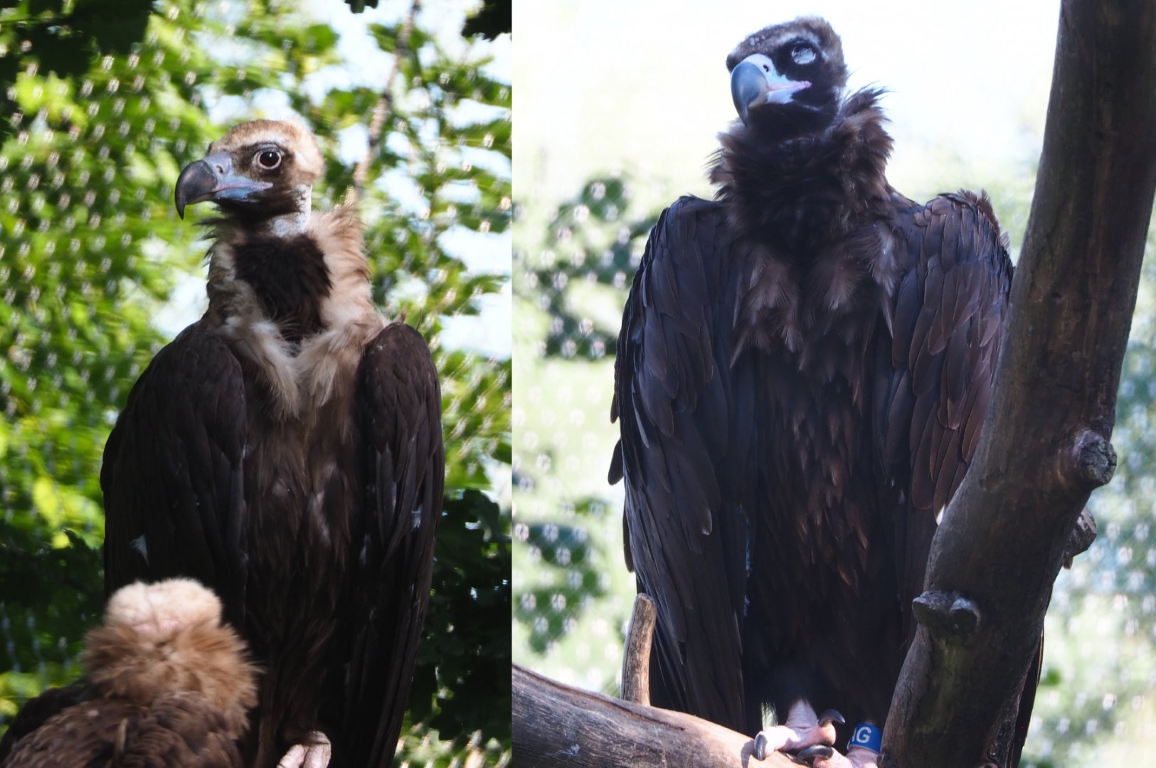 Cinereous vultures (Aegypius monachus), 2020-06-12