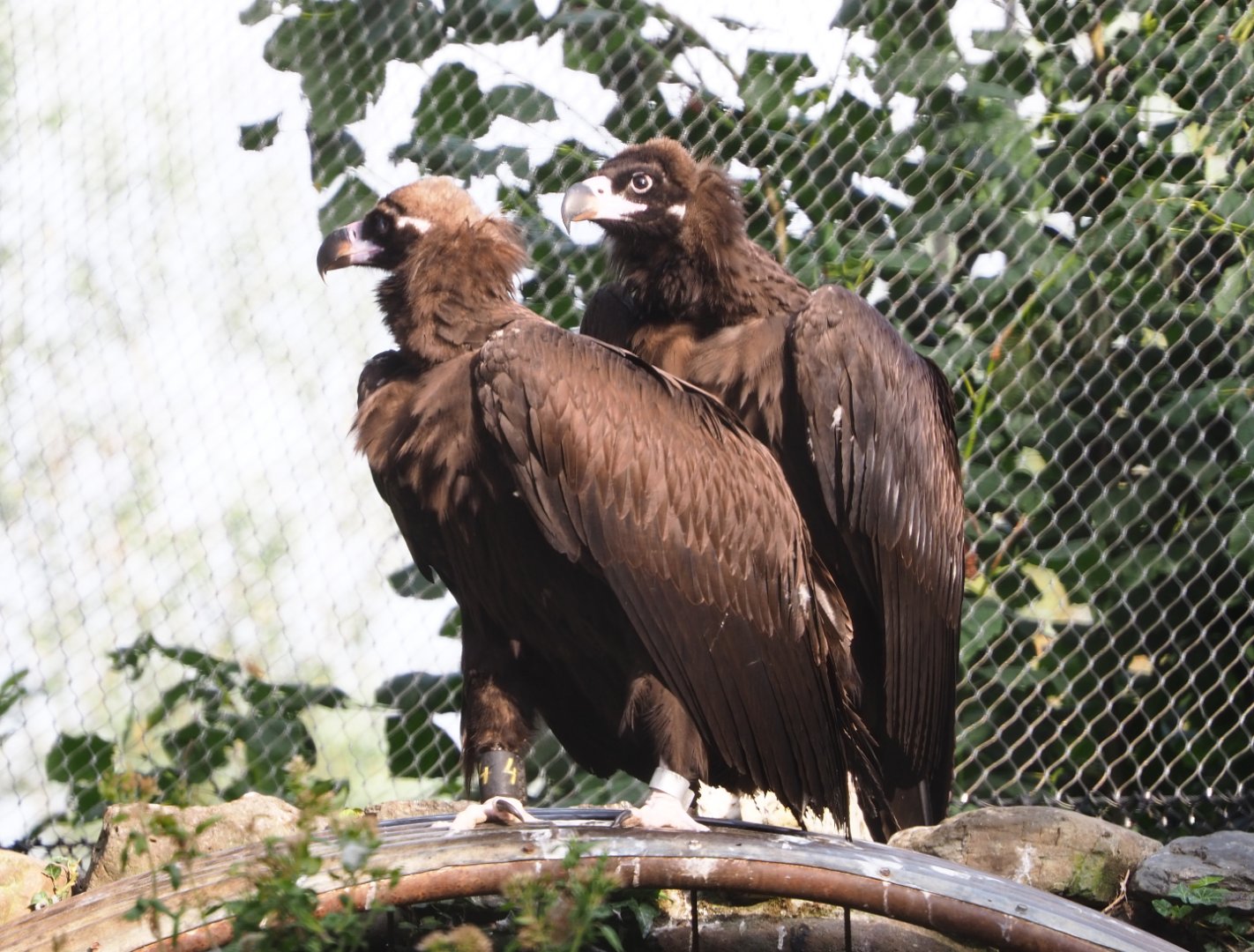 Cinereous vultures (Aegypius monachus), 2020-08-15