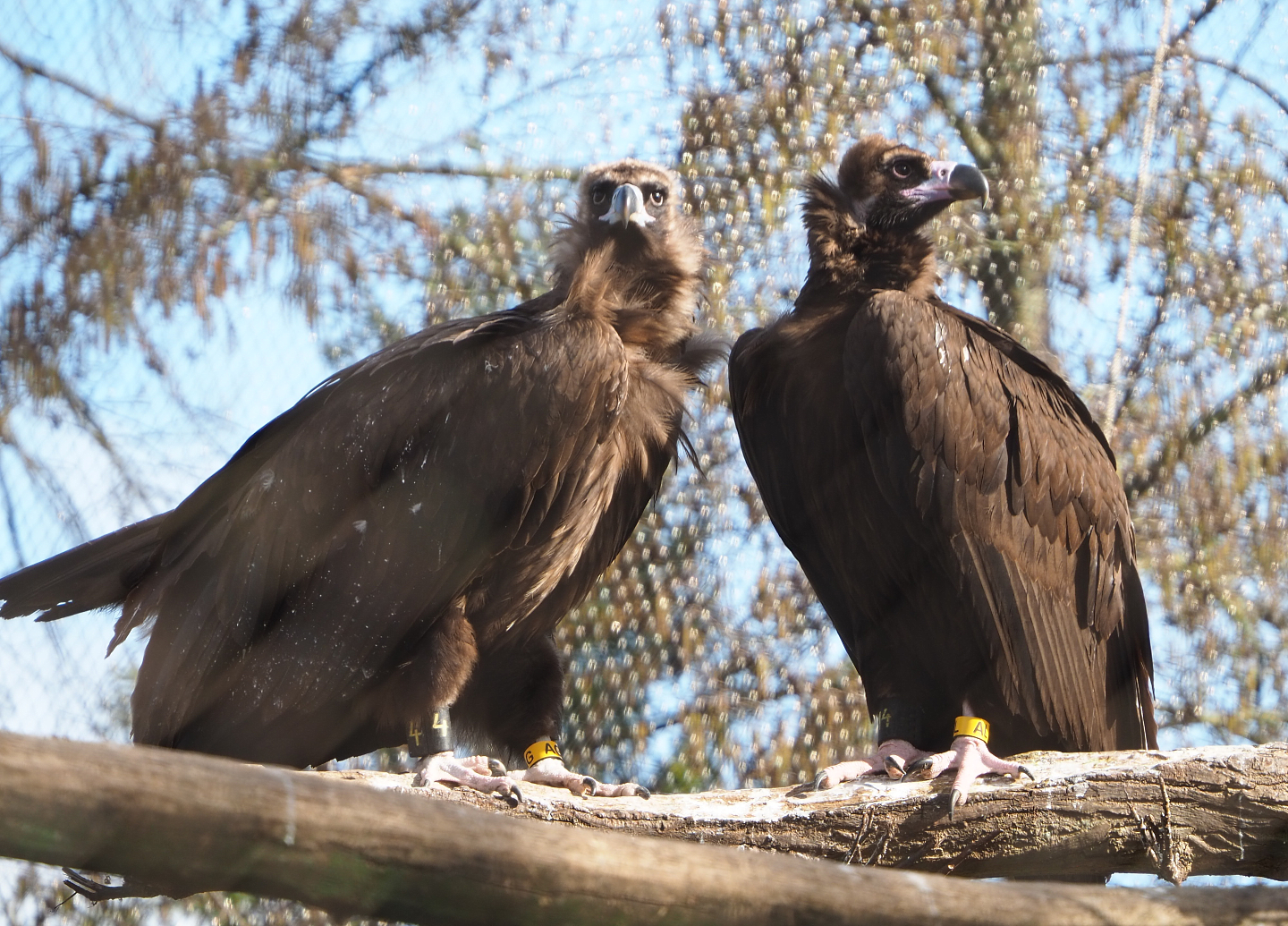 Cinereous vultures (Aegypius monachus), 2021-02-23