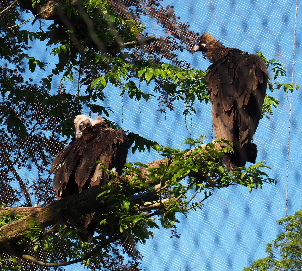 Cinereous vultures (Aegypius monachus), 2021-06-01