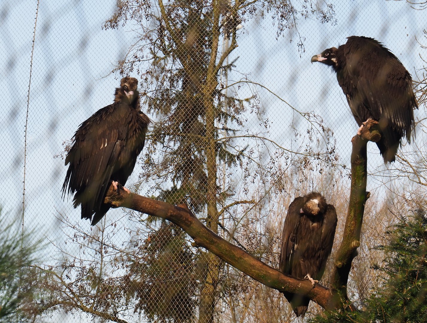 Cinereous vultures (Aegypius monachus), 2021-12-22