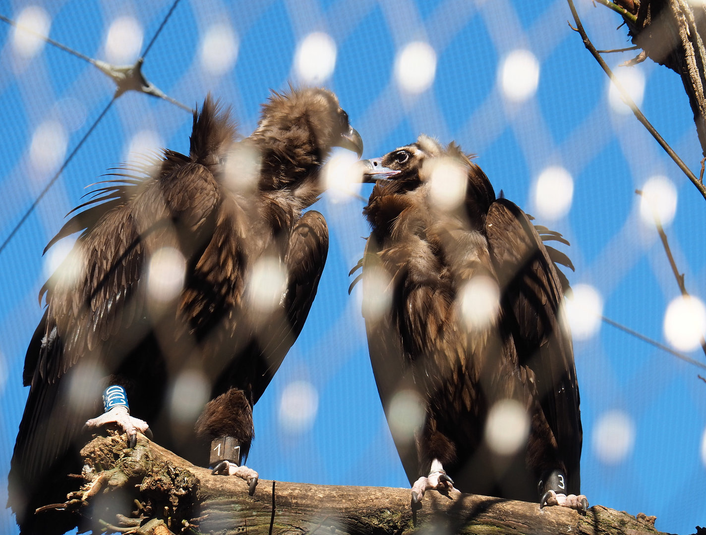 Cinereous vultures (Aegypius monachus), 2022-03-08
