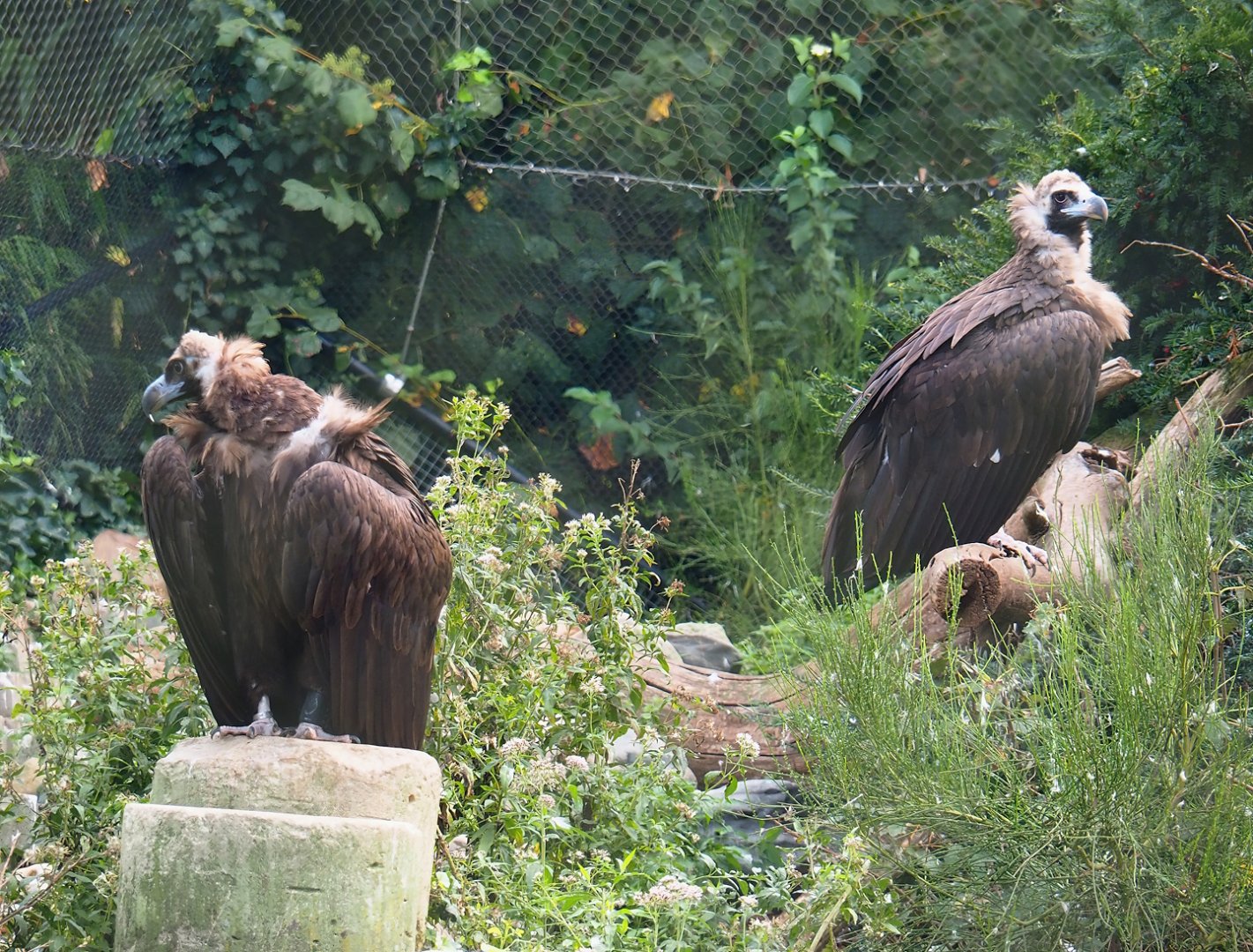 Cinereous vultures (Aegypius monachus), 2023-09-19