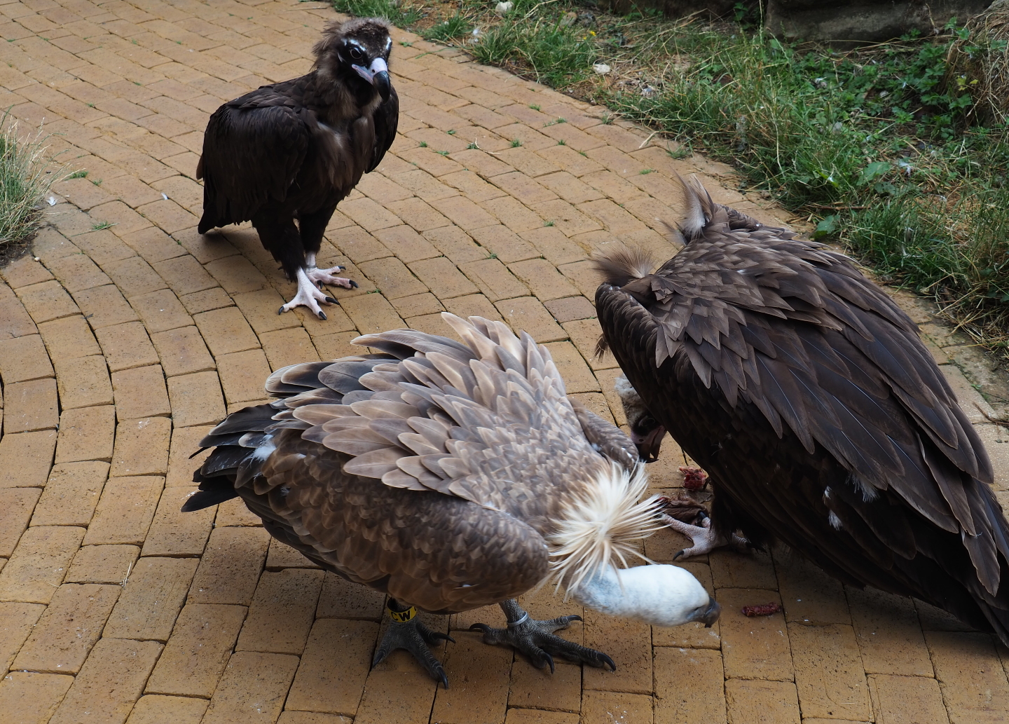 Cinereous vultures (Aegypius monachus) and Eurasian griffon vulture (Gyps fulvus)  feeding on rabbit bits, 2019-07-21
