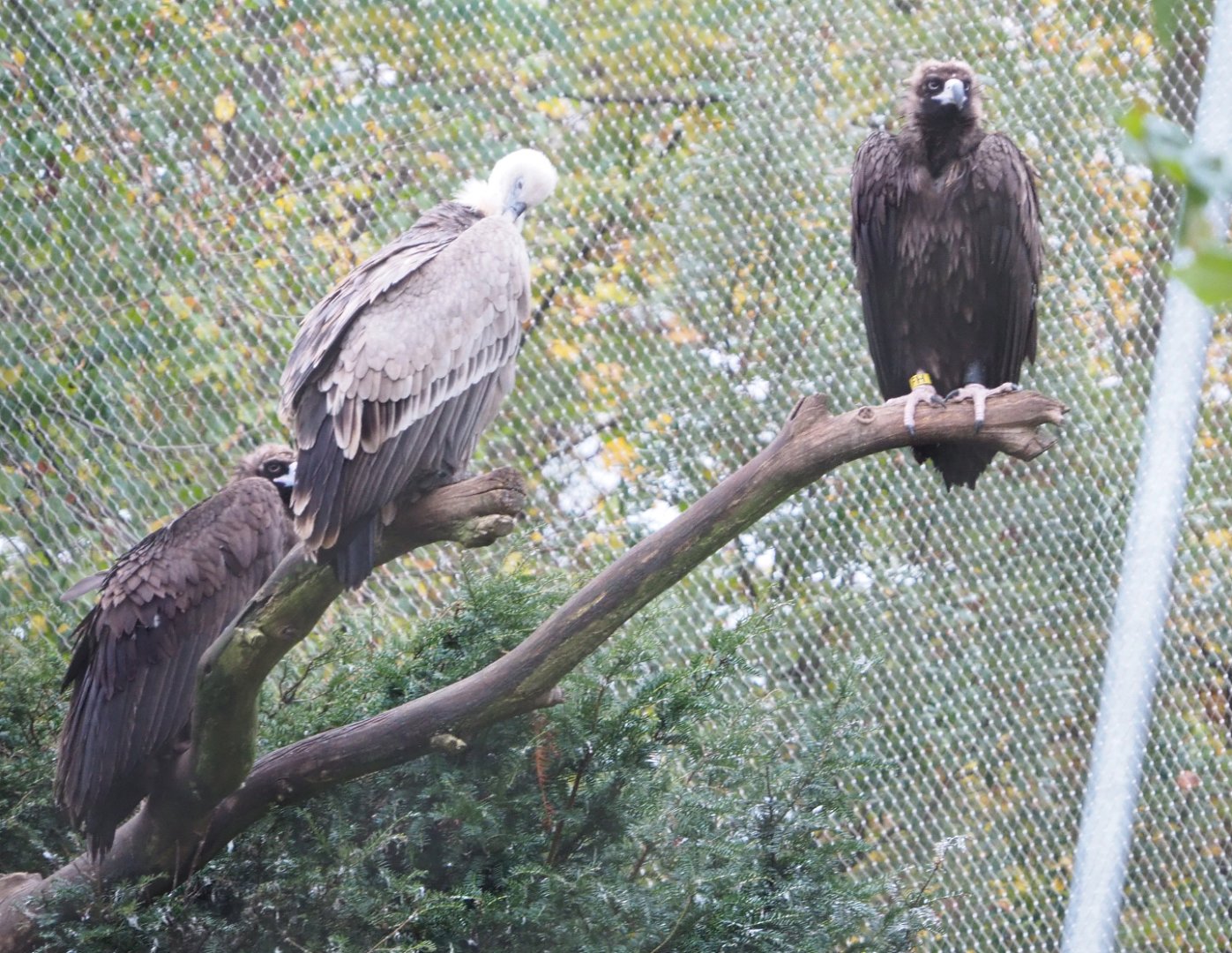 Cinereous vultures (Aegypius monachus) and Western eurasian griffon vulture (Gyps fulvus fulvus), 2021-11-06