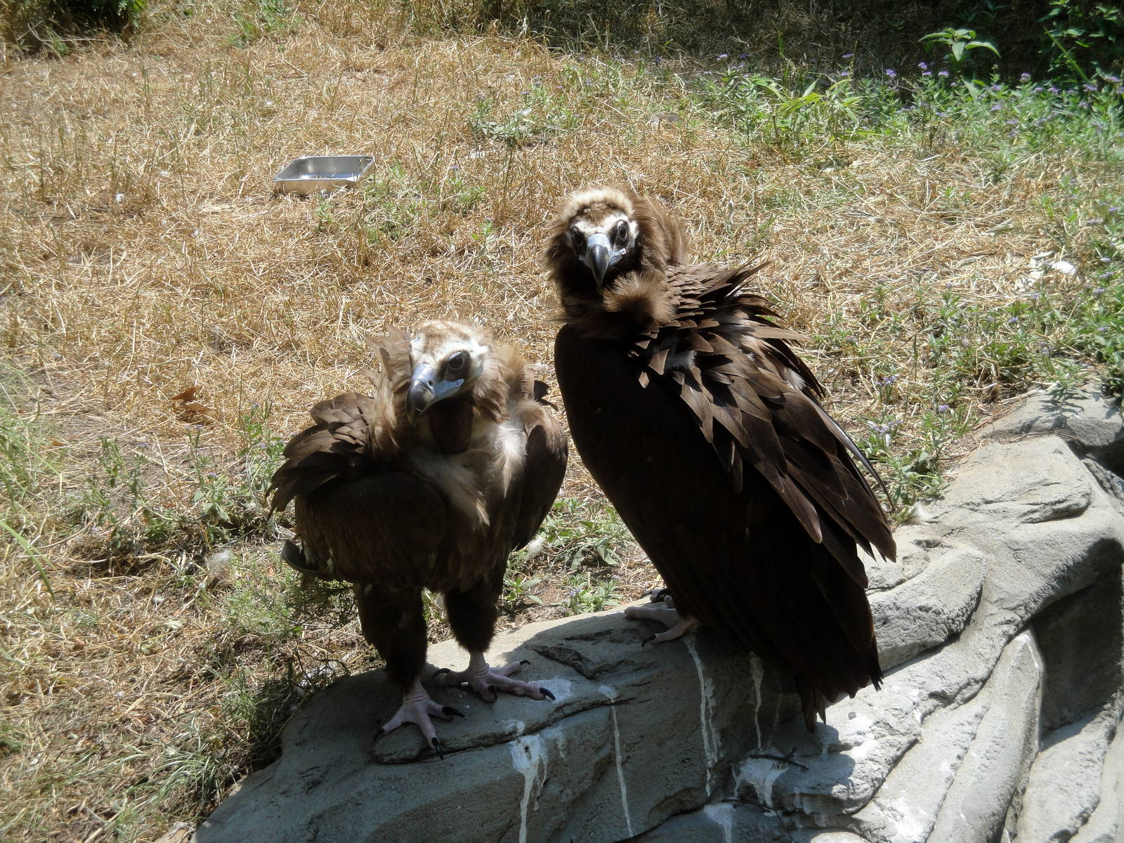 Cinereous Vultures