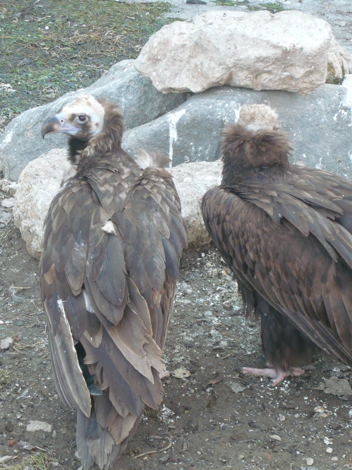 Cinereous vultures