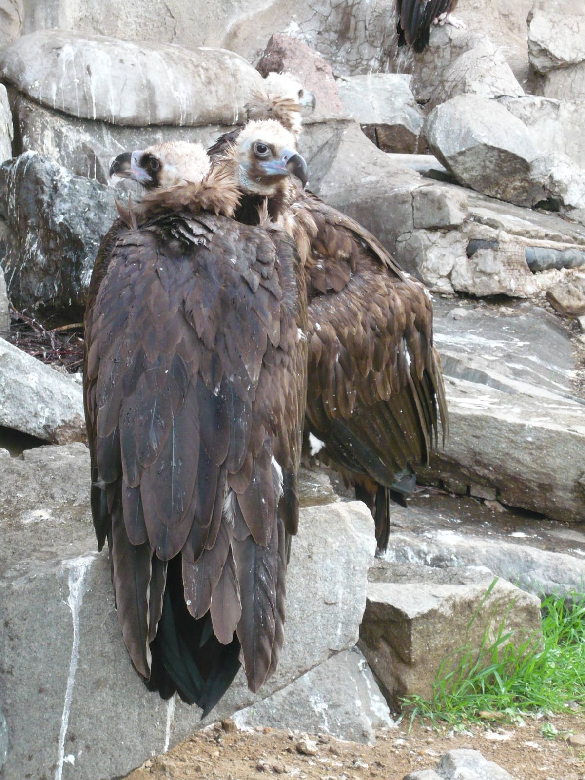 Cinereous vultures