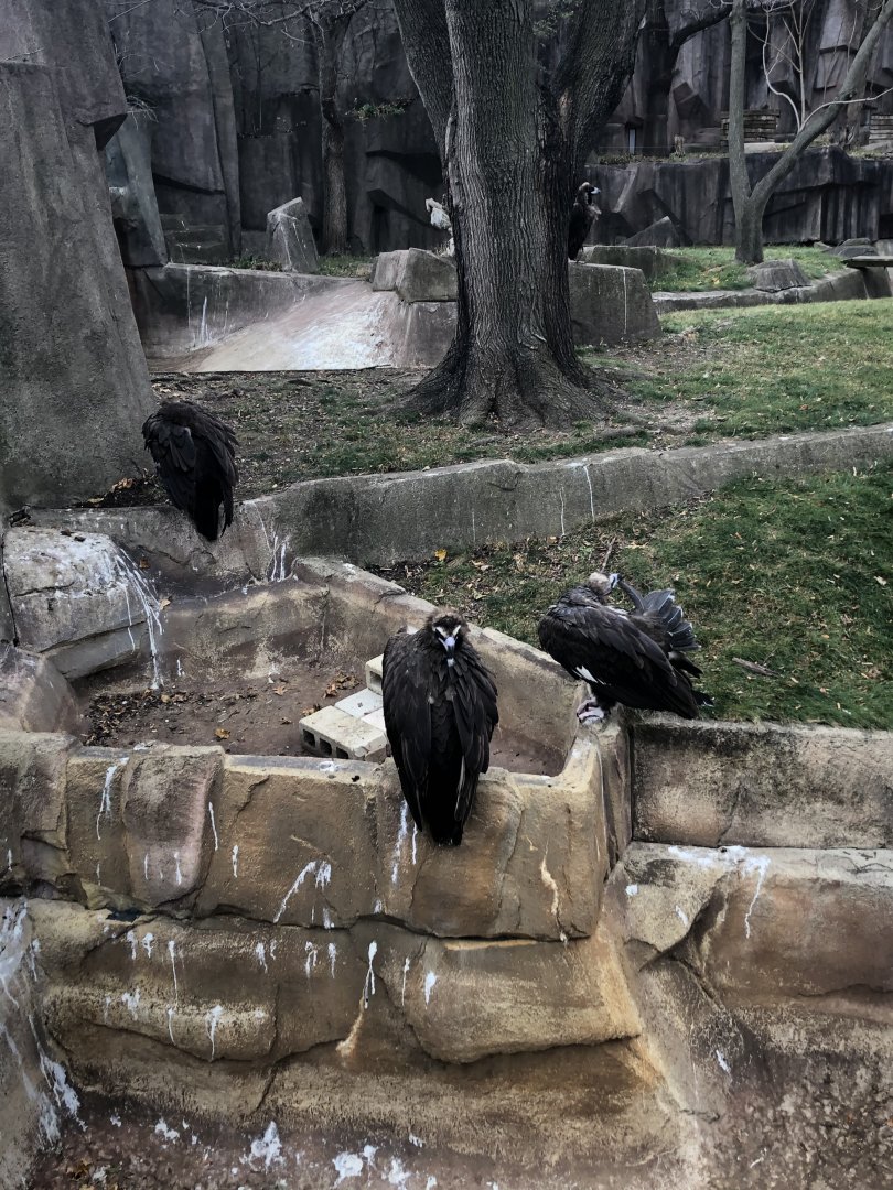 Cinereous Vultures
