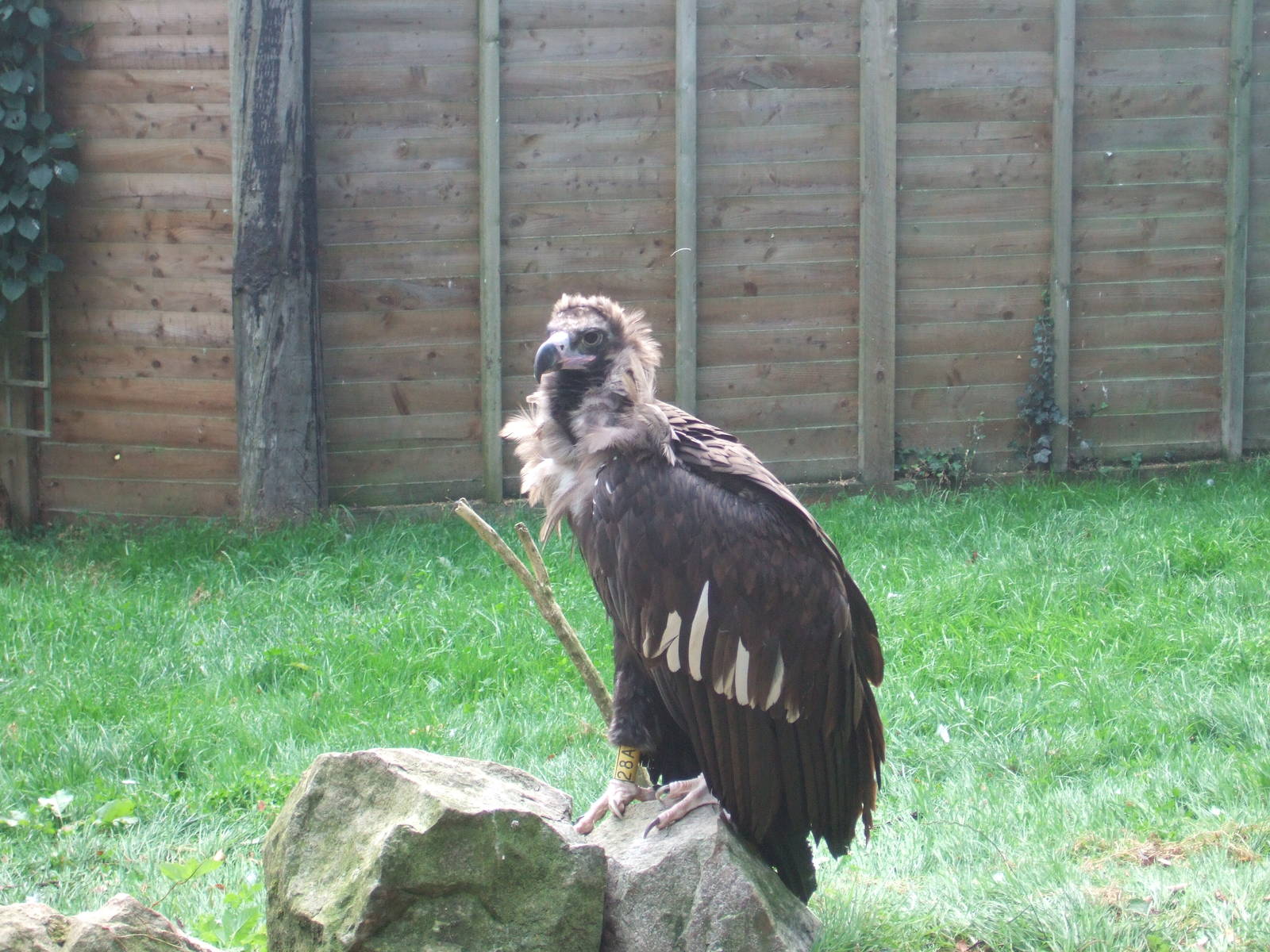 cinerious/Eurasian White backed Vulture