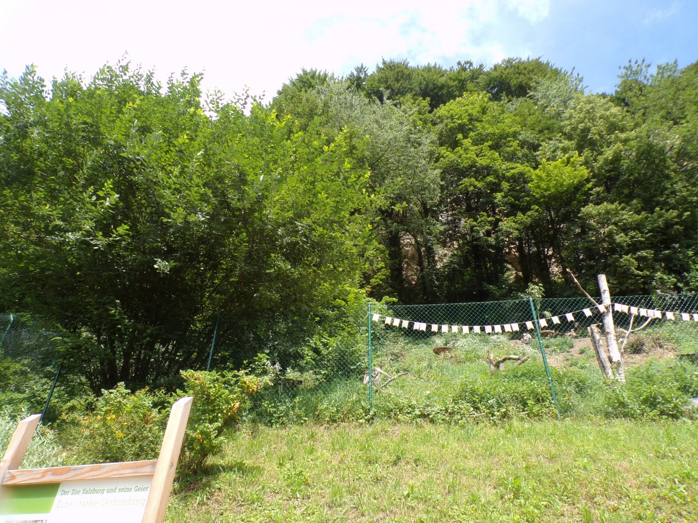 Cinerous and Griffon vulture enclosure (they are free flying) 13.7.25