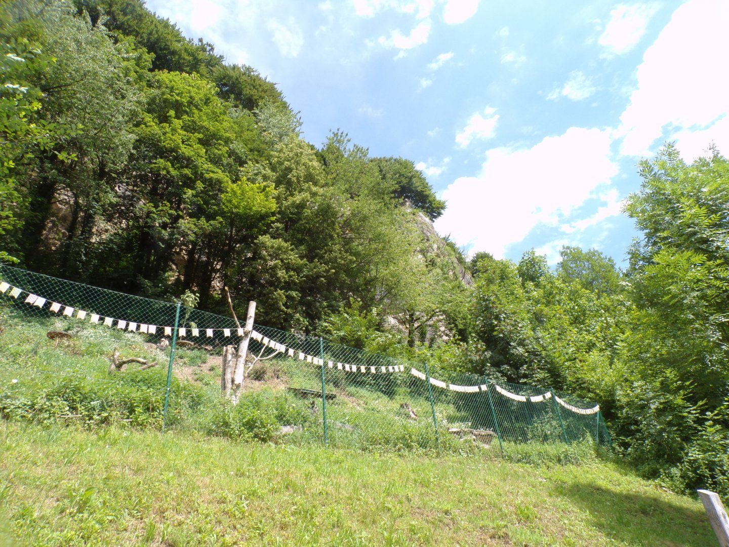 Cinerous and Griffon vulture enclosure (they are free flying) 13.7.25