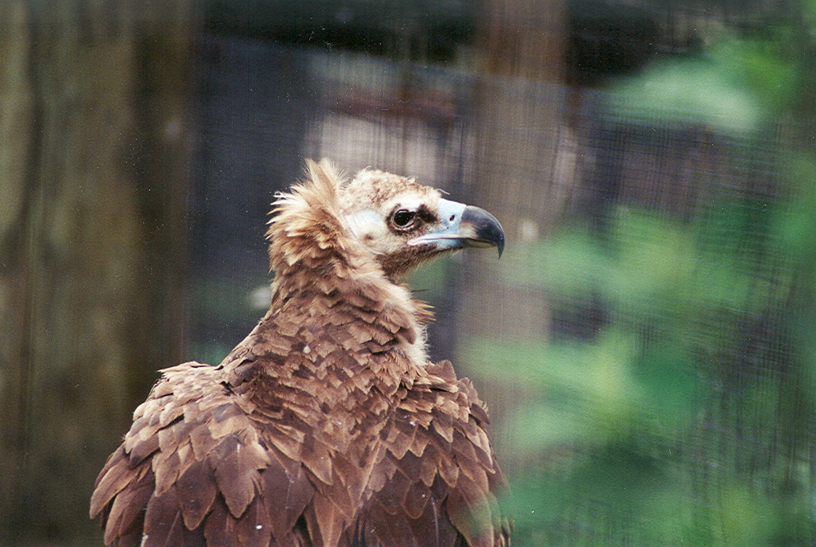 Cinerous Vulture - 1999