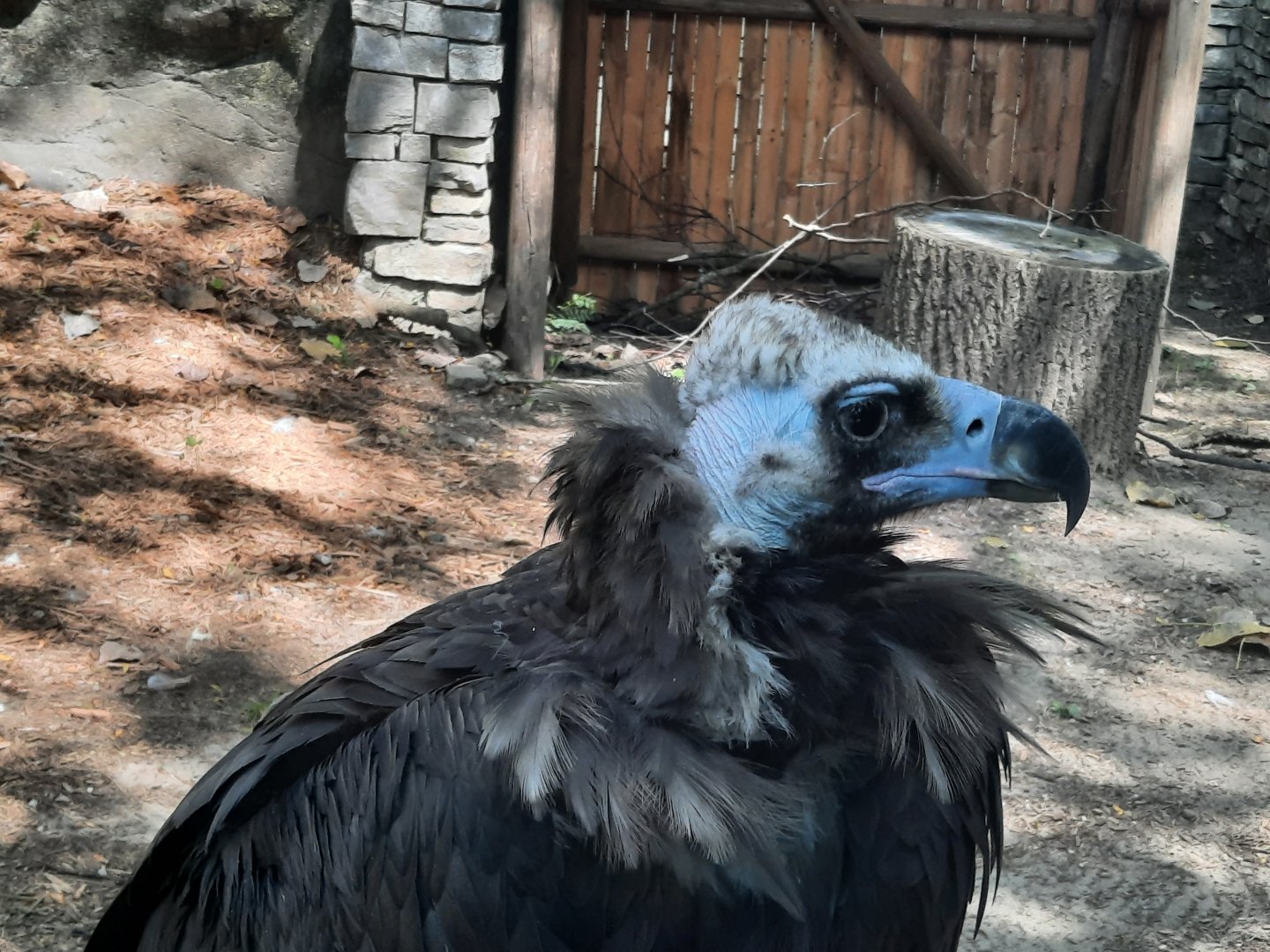 Cinerous Vulture