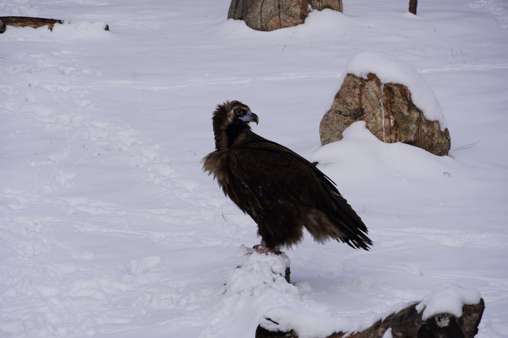 Cinerous Vulture