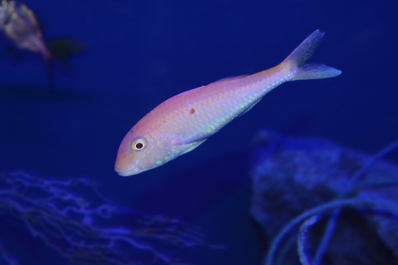 Cinnabar goatfish (Parupeneus heptacanthus)
