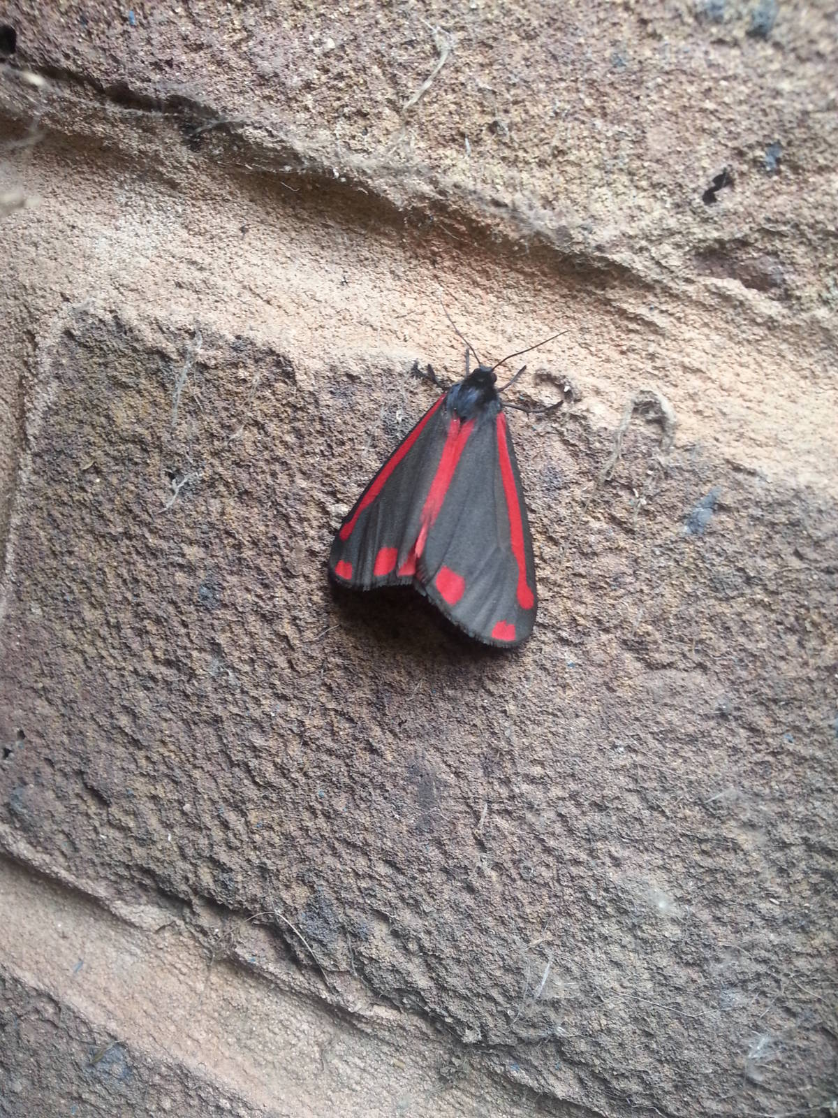 Cinnabar moth