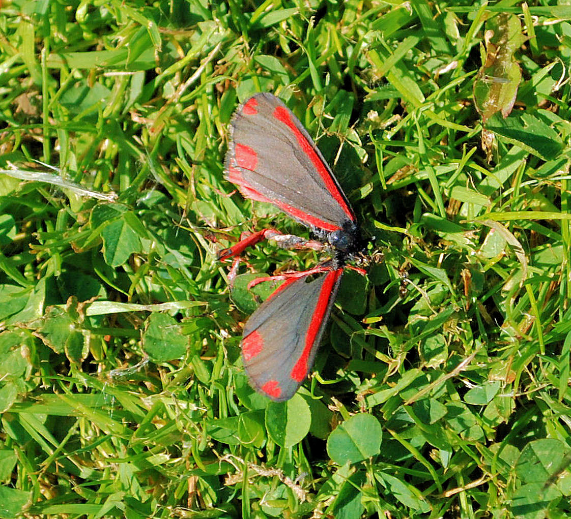 Cinnabar Moth