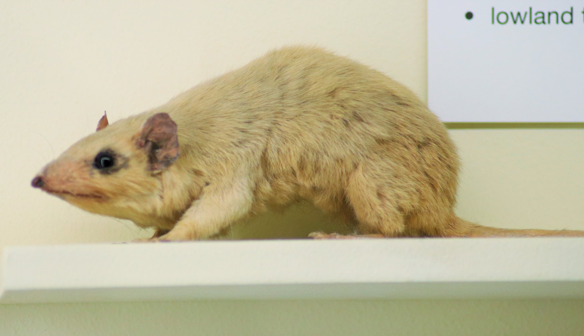 Cinnamon Antechinus (Antechinus leo)