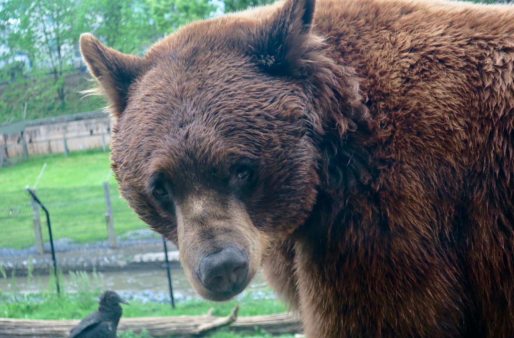 Cinnamon Bear (Ursus americana) and Black Vulture (Coragyps atratus)