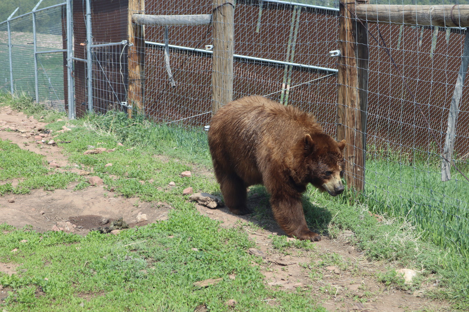 Cinnamon Bear