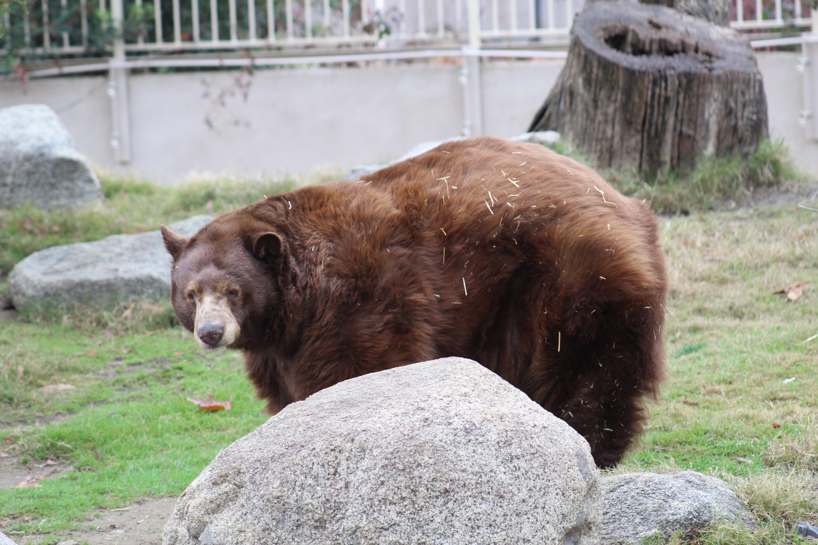 Cinnamon Black Bear