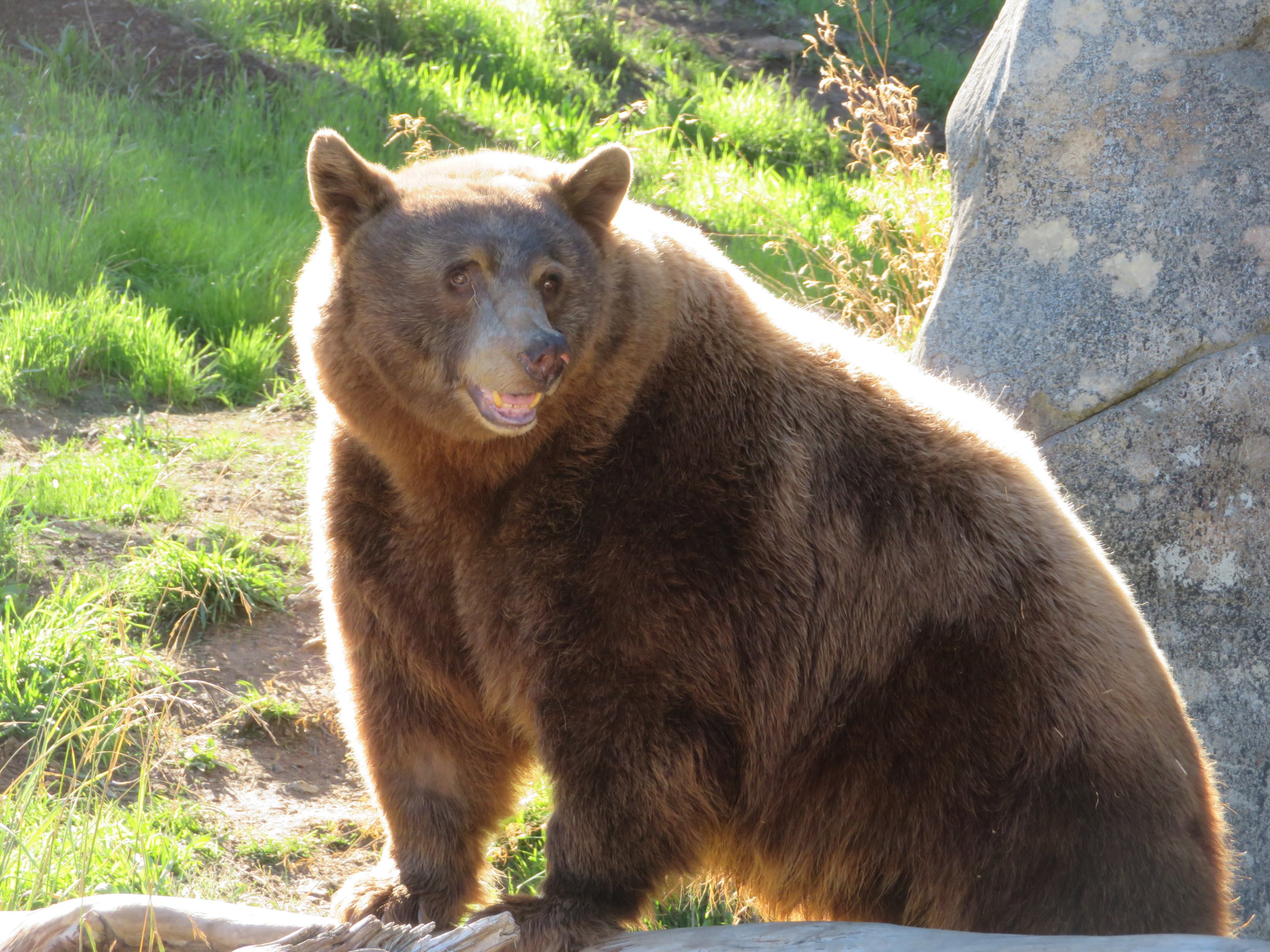 Cinnamon Black Bear