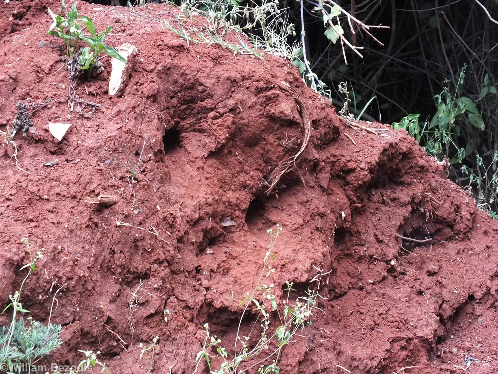 Cinnamon-chested Bee-eater Nest Holes