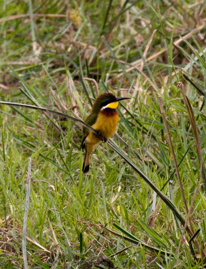 Cinnamon-chested Bee-eater