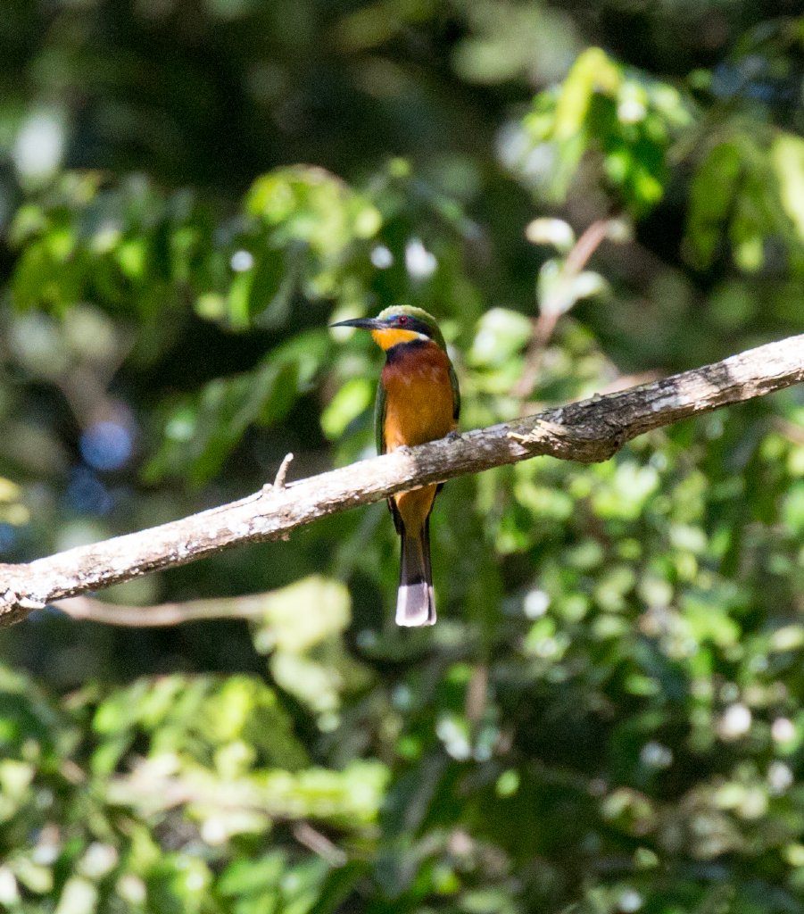 Cinnamon-chested Bee-eater
